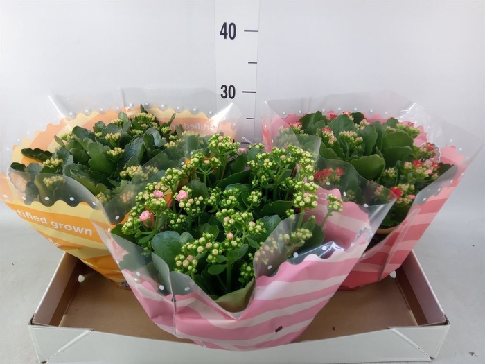 <h4>Kalanchoe blos.   ..rosebud mix  5</h4>