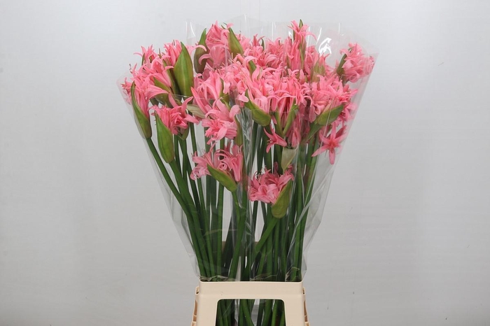 <h4>Nerine Helena</h4>