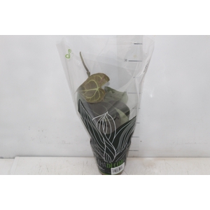 ANTH CLARINERVIUM P12
