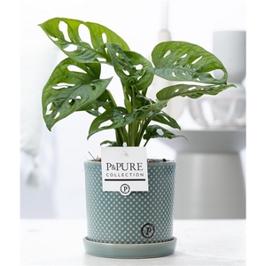 Monstera Adansonii in P&PURE Lauren cer. green