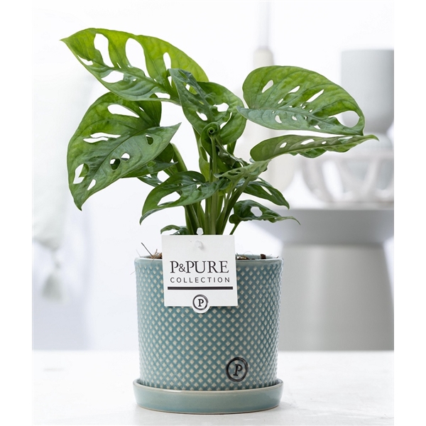 <h4>Monstera Adansonii in P&PURE Lauren cer. green</h4>