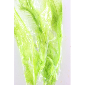 Basic Ostrich Feathers 55cm 5 Pcs Lime Green
