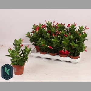 MANDE RIO DEEP RED
