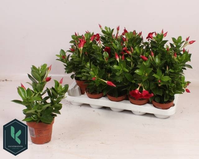 <h4>MANDE RIO DEEP RED</h4>