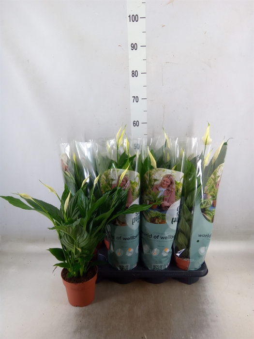 <h4>Spathiphyllum  'Pico Cupido'</h4>