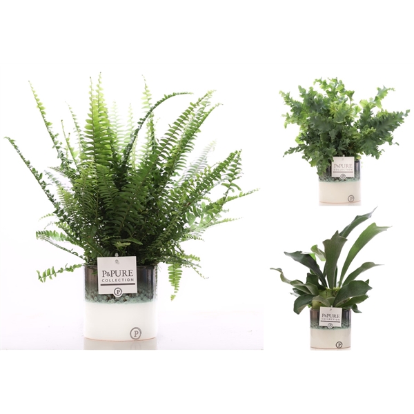 <h4>Varens gemengd in P&PURE Illusion cer. (perfectly imperfectable)</h4>