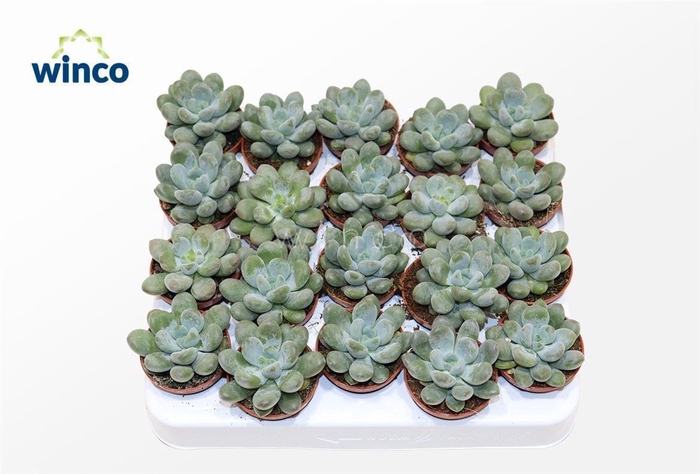 <h4>Pachyphytum Cuicatecanum</h4>