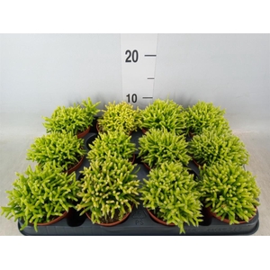 Rhipsalis cereuscula