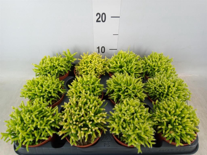 <h4>Rhipsalis cereuscula</h4>