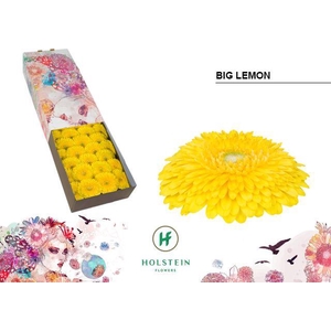 Gerbera Pomponi Big Lemon Doos