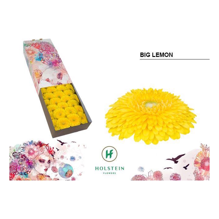 <h4>Ge Gb Gerp Big Lemon</h4>