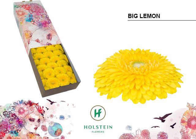<h4>Gerbera Pomponi Big Lemon Doos</h4>