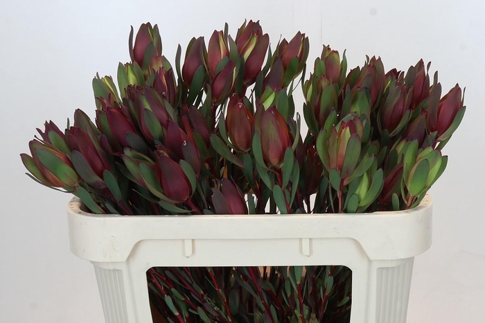 <h4>LEUCAD SENORITA</h4>