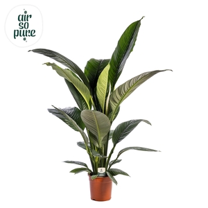 Spathiphyllum 'Sensation' ASP