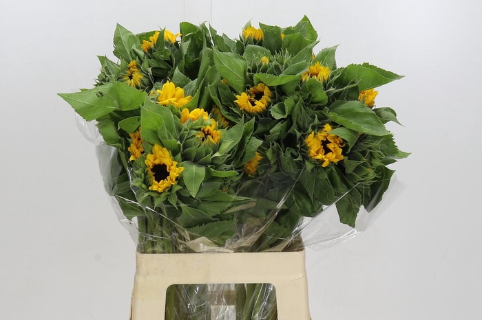 Helianthus Orange Fire