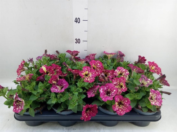 <h4>Petunia   ...</h4>