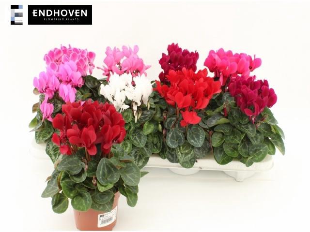 <h4>CYCL KL SUP WINTER</h4>