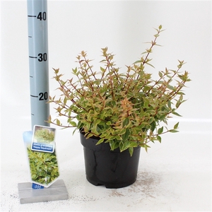 Abelia grandiflora 'Happy Daydream' PBR P17 (2ltr)