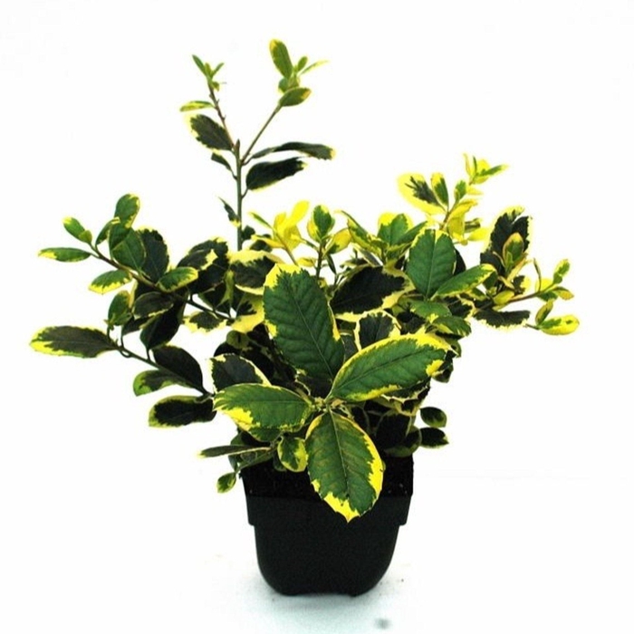 <h4>Ilex altaclerensis Golden King</h4>