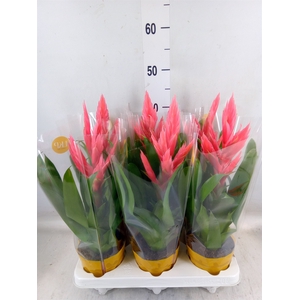 Tillandsia  'Ziva'