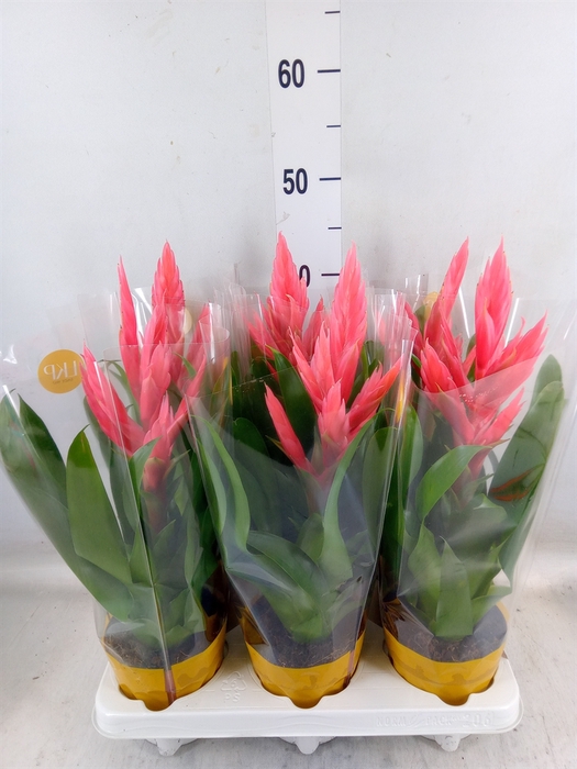 <h4>Tillandsia  'Ziva'</h4>