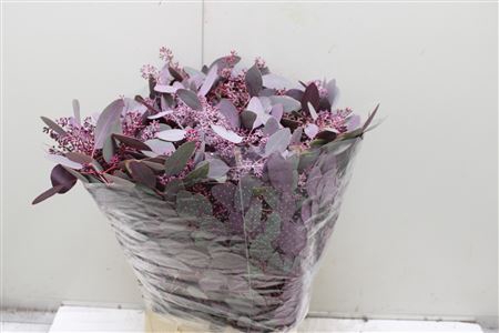 <h4>Euc Populus Bes Rood</h4>