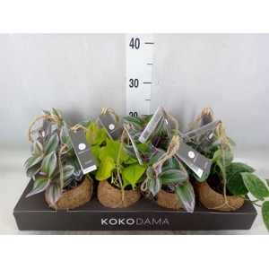 Planten Groen   ...mix  4