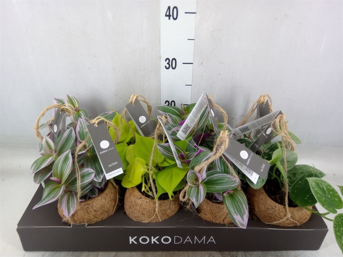 <h4>Planten Groen   ...mix  4</h4>