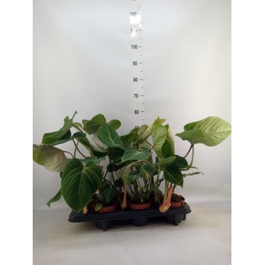 Philodendron gloriosum