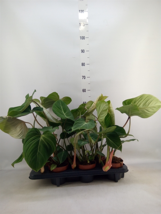 <h4>Philodendron gloriosum</h4>