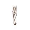 Syringa Branch Extra Morgan