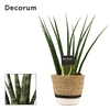 Sansevieria Fernwood 12 cm in Hanoi mand wit (Deco-collection)