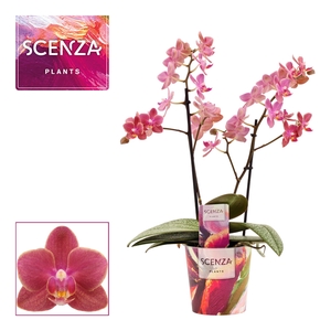 Phalaenopsis perfíum 2 tak Diffusion (Scenza)