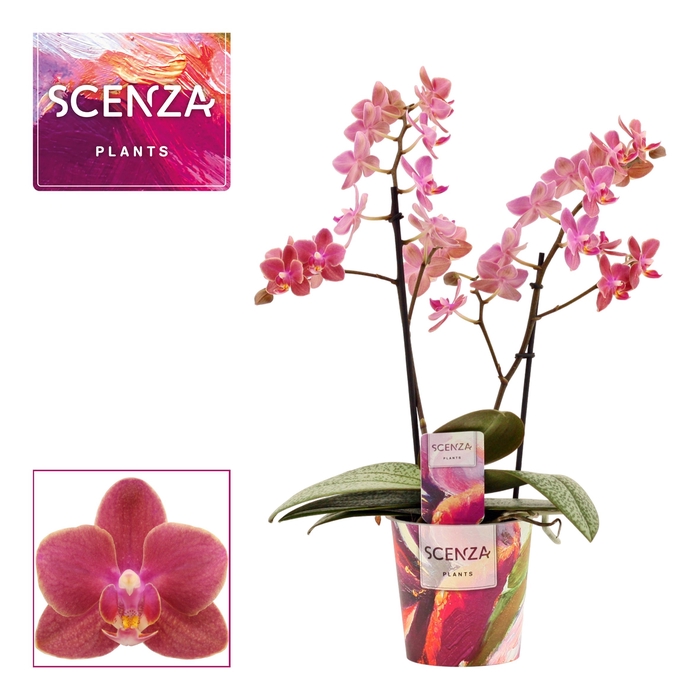 <h4>Phalaenopsis perfíum 2 tak Diffusion (Scenza)</h4>