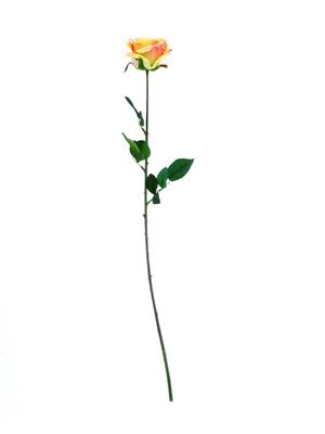 <h4>Af Rose Camelot 74cm Peach</h4>