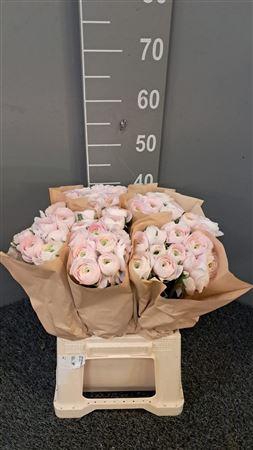 <h4>Ran Succ Hanoi Rosa</h4>