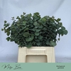 Euc. Baby Blue (Per stem)