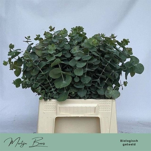 Euc. Baby Blue (Per stem)
