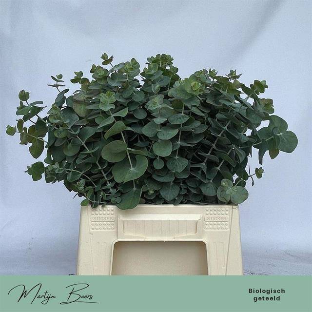 <h4>Euc. Baby Blue (Per stem)</h4>