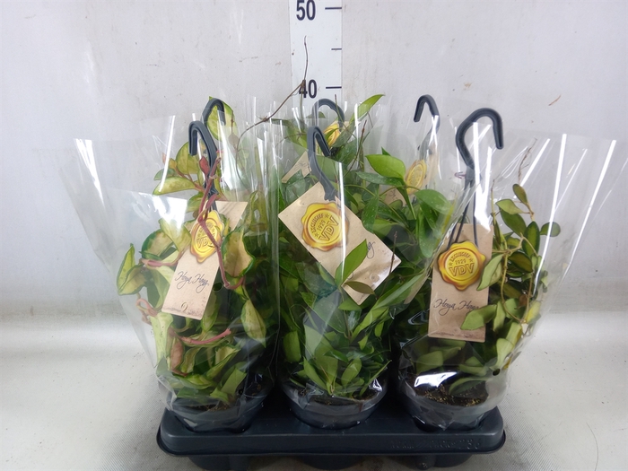 <h4>Hoya carnosa</h4>