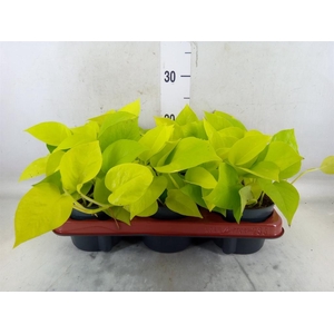 Epipremnum pinn. 'Golden Pothos'