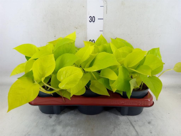 <h4>Epipremnum pinn. 'Golden Pothos'</h4>