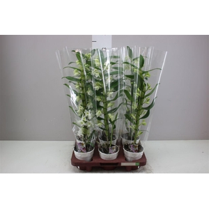 Dendrobium Nobilee Wit 1 Tak