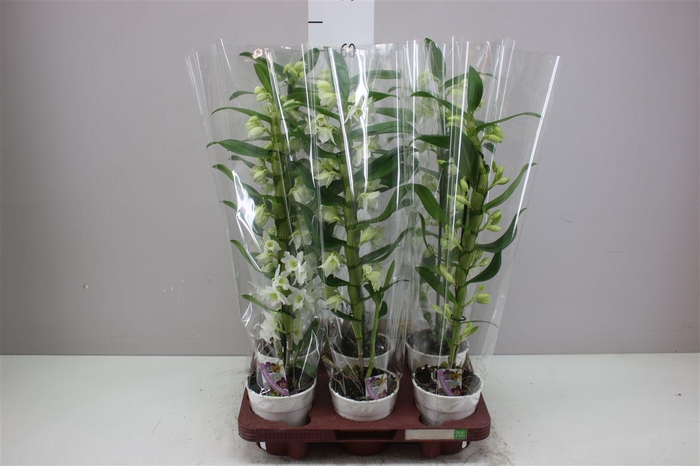 <h4>Dendrobium Nobilee Wit 1 Tak</h4>