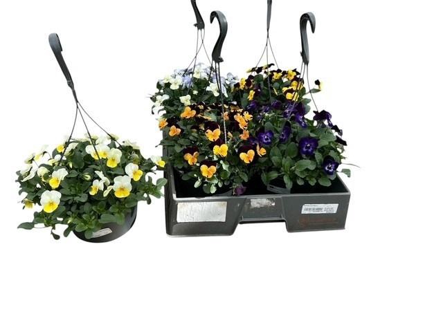 <h4>VIO CO EM GEM</h4>