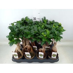 Ficus microcarpa 'Ginseng'