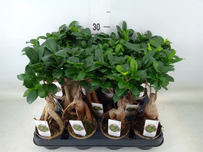 <h4>Ficus microcarpa 'Ginseng'</h4>