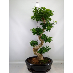 Ficus microcarpa 'Ginseng'