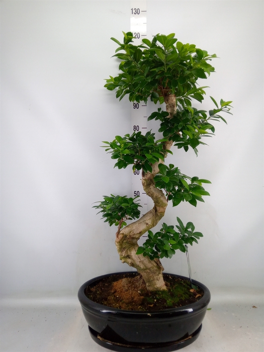 <h4>Ficus microcarpa 'Ginseng'</h4>