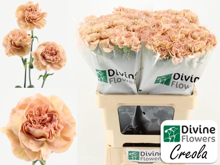 <h4>Dianthus ST 'Creola'</h4>